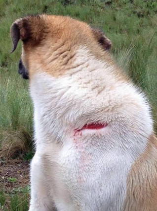 “Cholo” Maxima's pet dog following the stabbing incident on 30th January 2016. Photo source: http://solidaritecajamarca.blogspot.fr/2016/02/les-agressions-contre-la-famille-chaupe.html