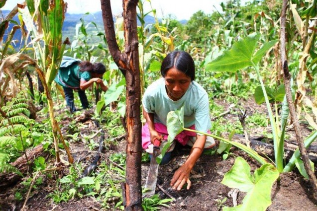 Kichwa women in Chirikyacu, Peru, work together to cultivate traditional crops. Photo: Percy Ramirez/Oxfam America